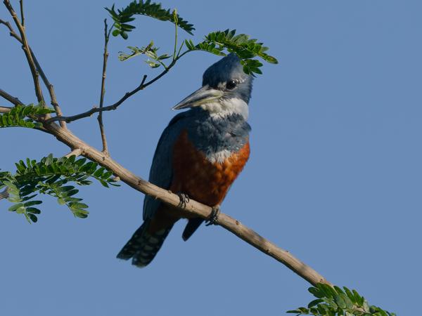 Amerikaanse reuzenijsvogel (Megaceryle torquata)